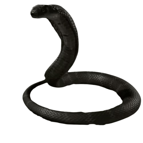 King Cobra